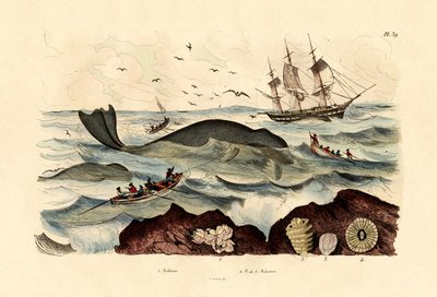 Whale, 1833-39 by French School